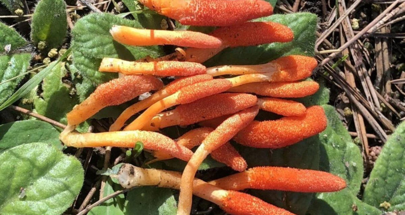 Diziye konu olan mantar, İstanbul’da da görüldü